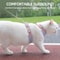 Breathable Fashion Mesh Cat Puppy Harness Set 3
