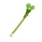 Interactive Catnip Molar Stick Dental Chew Toy 7