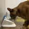 Ergonomic Double Pet Diner With NonSlip Elevation 3