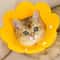 SoftEdge Pet Recovery Cone Surgical Wound Protector 1