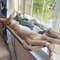 SpaceSaving Elevated Window Hammock Sun Lounger 1