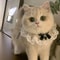 PrincessStyle Silk Lace Wedding Ribbon Collar 2