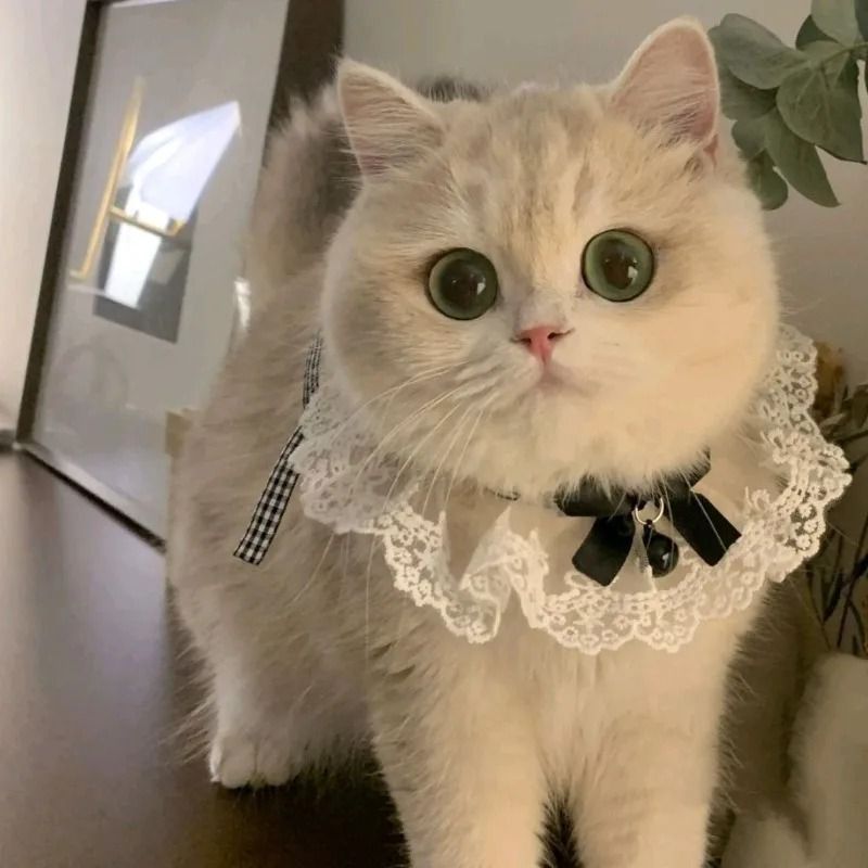 PrincessStyle Silk Lace Wedding Ribbon Collar 2