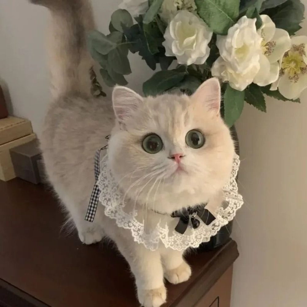 PrincessStyle Silk Lace Wedding Ribbon Collar 4