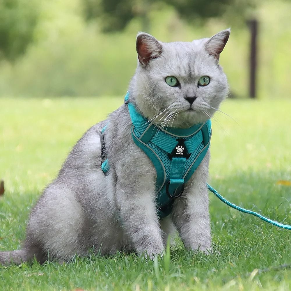 Reflective Breathable Mesh Dog And Cat Harness With Leash Set 2