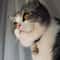 Personalized Cute Cat Face ID Tag Custom Engraved AntiLost Collar Pendant 10