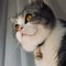 Personalized Cute Cat Face ID Tag Custom Engraved AntiLost Collar Pendant 10