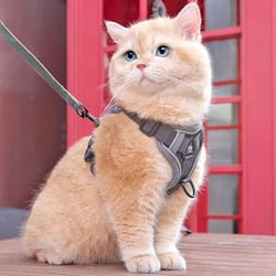 anti-escape reflective mesh cat harness and leash set