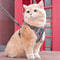 AntiEscape Reflective Mesh Cat Harness And Leash Set 0