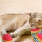 30Piece Rainbow EVA Interactive Training Balls For Cats And Dogs 3