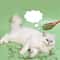 Organic 100 Natural HighPotency Catnip Premium Feline Excitement 4