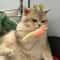 Creative HighElasticity Finger Teasing Toy TPR Stretchable Cat Hand Stimulator 4