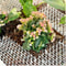 Humane Outdoor Animal Repellent Scat Mat With Protective Prickle Strips 4