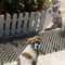 Humane Outdoor Animal Repellent Scat Mat With Protective Prickle Strips 6