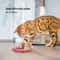 Interactive Smart Sensing Snake The Ultimate SType Hunting Toy 6