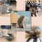Magic Organ Accordion Cat Scratcher 6