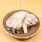 Versatile Corrugated Round Oval Cat Scratcher 2