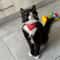 Cute Printed Bandana Cat Puppy Collar 1