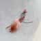 Interactive Plush Insect Replacement Teasers 2