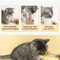 MessFree Cat Treat Squeeze Spoon 3