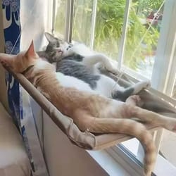 ultra soft space-saving cat window hammock