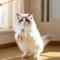 Artisanal Wooden Interactive Cat Teaser Wand 3