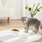 Ergonomic Stable Elevated Pet Feeding Bowl 1