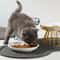 Orthopedic Elevated Ceramic Pet Dining Set 4