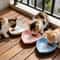 Shallow Ergonomic Pet Feeding Set 3Piece Variety Pack 0