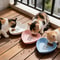 Shallow Ergonomic Pet Feeding Set 3Piece Variety Pack 0