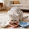 Shallow Ergonomic Pet Feeding Set 3Piece Variety Pack 2