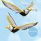 AeroDynamic Hanging Simulation Bird Teaser 3