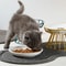 Orthopedic Elevated Ceramic Dining Station 0