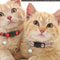 RadiantSafe Reflective Breakaway Pet Collar 3