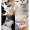 RadiantSafe Reflective Breakaway Pet Collar 6