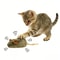 Squeaky Plush Mouse Cat Chew Toy BiteResistant Interactive Prey Toy 0