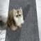 CustomFit WearResistant Cat Climbing Mat SelfAdhesive Wall Furniture Guard 4