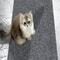 CustomFit WearResistant Cat Climbing Mat SelfAdhesive Wall Furniture Guard 4