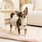 Exquisite Pearl Cat Necklace Adjustable Luxury Jewelry Collar For Kittens Small Pets 3