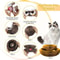 Magic Organ Accordion Cat Scratcher Foldable 2in1 Interactive Scratching Toy 5