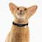 Elastic Safety Cat Collar Lightweight Stretch Comfort For Kittens Adult Cats 5