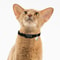 Elastic Safety Cat Collar Lightweight Stretch Comfort For Kittens Adult Cats 5