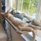 Sunny Window Mounted Cat Hammock HeavyDuty Aerial Hanging Window Seat For Indoor Kittens Cats 3