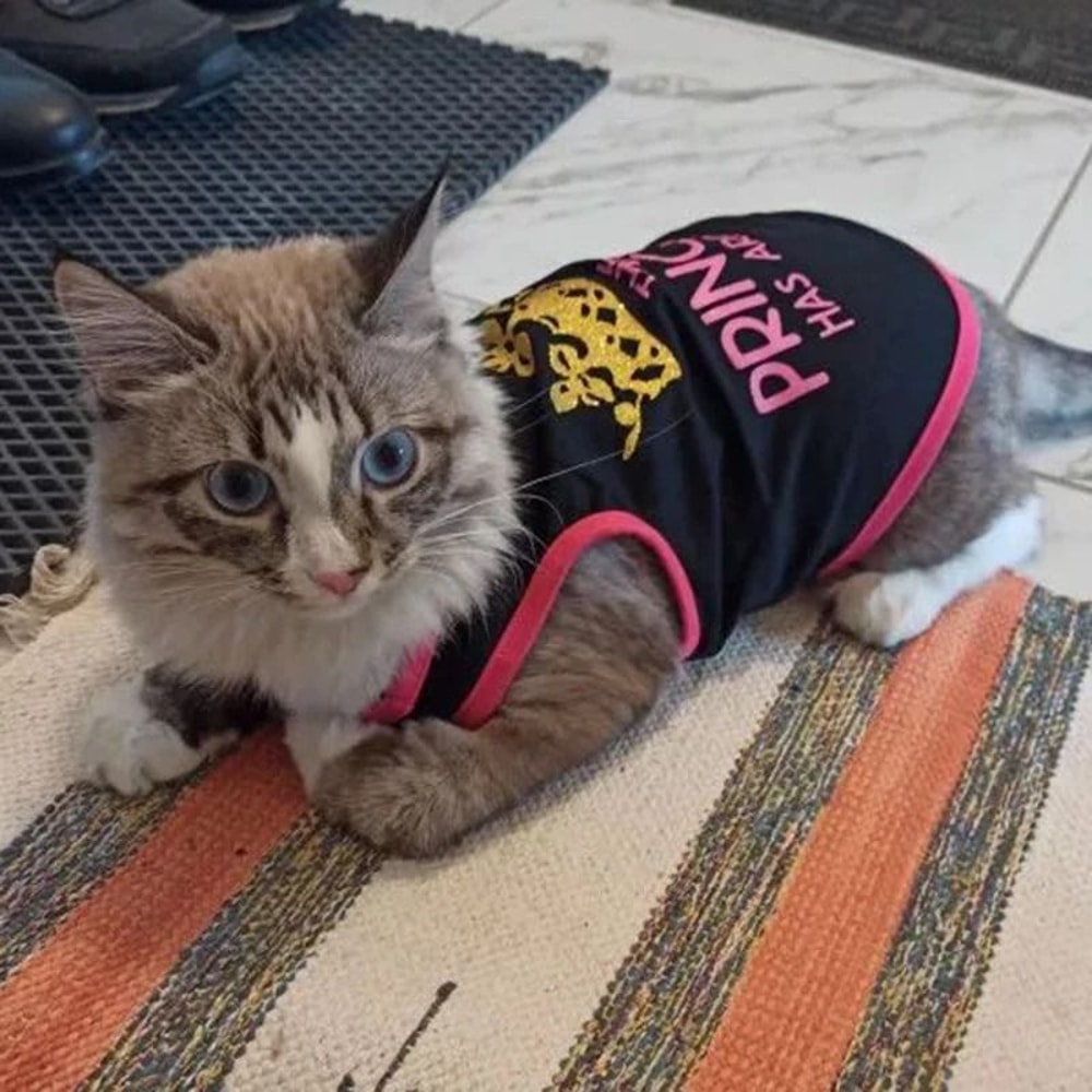 Charming Princess Print Summer Cotton Pet Vest Soft Sleeveless TShirt For Sphynx Cats And Small Do 2