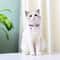 Personalized Nylon Cat ID Collar With Engraved SlideOn Safety Tag 4