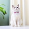 Personalized Nylon Cat ID Collar With Engraved SlideOn Safety Tag 4