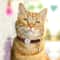 Personalized Nylon Cat ID Collar With Engraved SlideOn Safety Tag 5