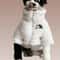 Winter Thick Warm ThreeColor Lambswool Pet Coat 6