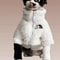 Winter Thick Warm ThreeColor Lambswool Pet Coat 6