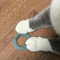 Bouncing Sweet Donut Spring Cat Toy 1
